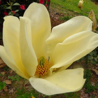 Magnolia Yellow River >200 cm, C45